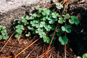 do Norwegians celebrate St. Patrick's Day, www.savvygenealogy.com